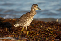 Yellow-crowned Night Heron (Nyctanassa violacea) immature