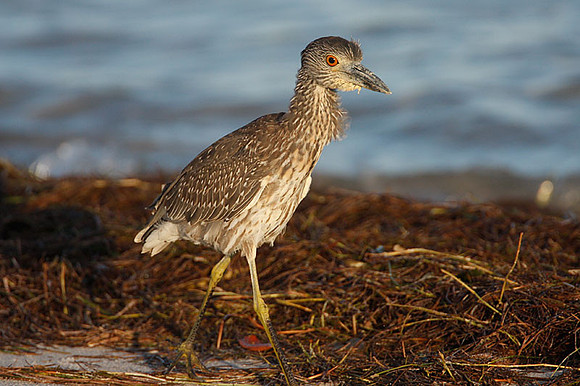 Yellow-crowned Night Heron (Nyctanassa violacea) immature
