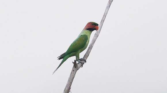Long-tailed Parakeet (Psittacula longicauda)
