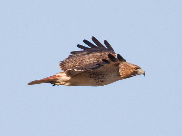 Red-tailed Hawk (Buteo jamaicensis)