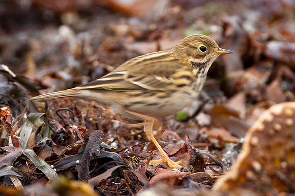 Meadow Pipit (Anthus Pratensis)