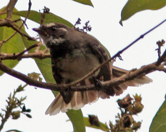 Grey Fantail (Rhipidura albiscapa)