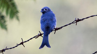 Ashy Drongo (Dicrurus leucophaeus)