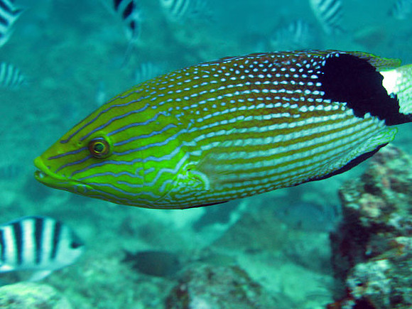 Fish