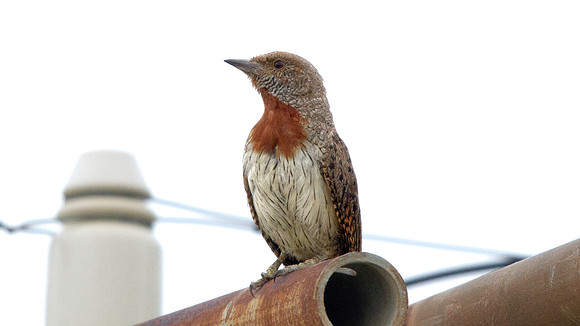 Red-throated Wryneck (Jynx ruficollis)