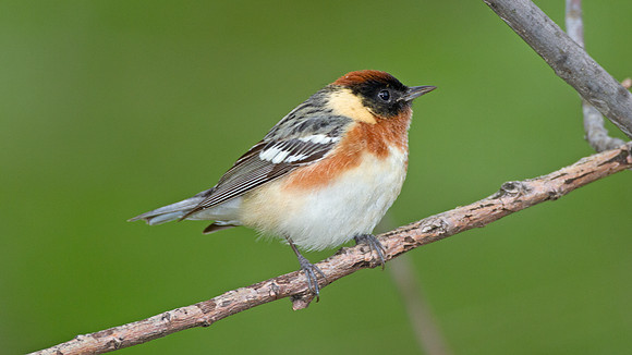 Bay-breasted Warbler (Dendroica castanea)