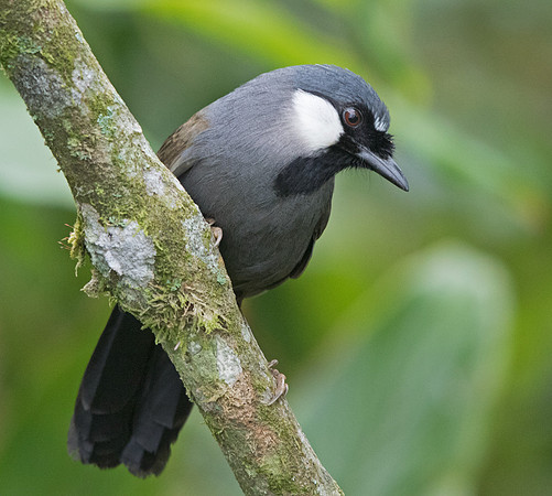 Black-throated laughingthrush (Garrulax chinensis)