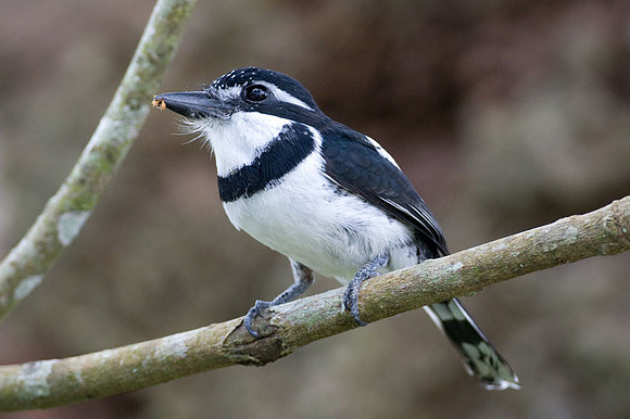 Pied Puffbird (Notharchus tectus)