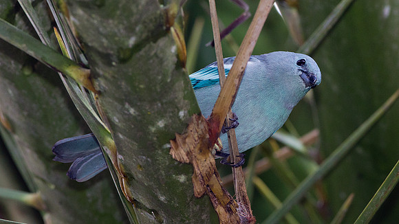 Blue-grey Tanager (Thraupis episcopus)