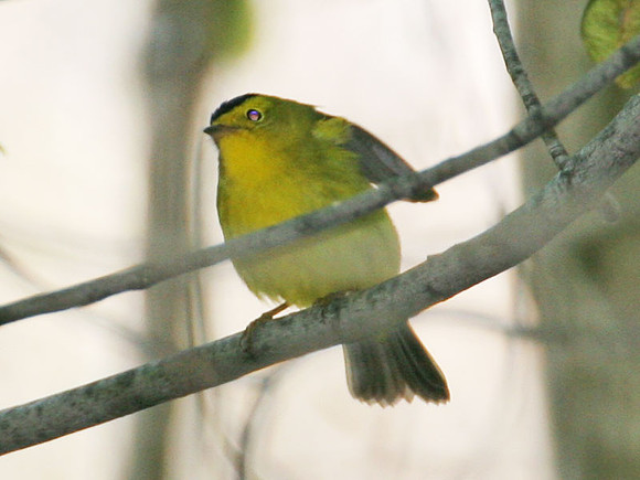 Palm Warbler ? (Dendroica palmarum)