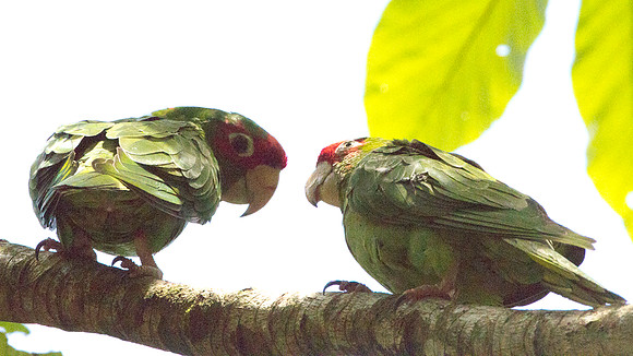 Mitred Parakeet (Aratinga mitrata)