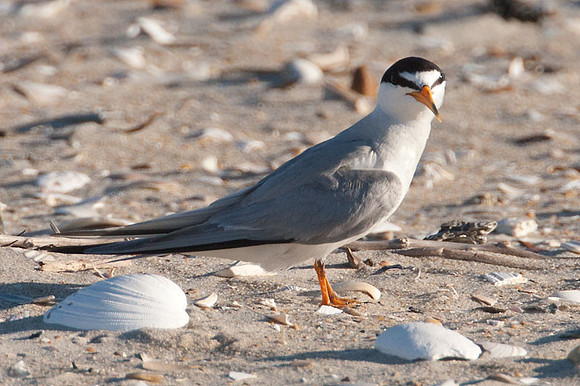 Least Tern (Sternula antillarum)
