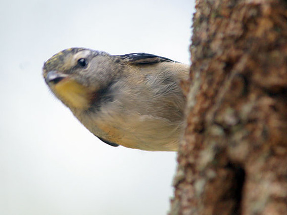 Spotted Pardalote (Pardalotus punctatus)