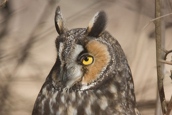 Long-eared Owl (Asio otus)