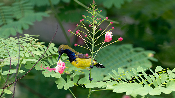 Olive-backed Sunbird (Nectarinia jugularis) male