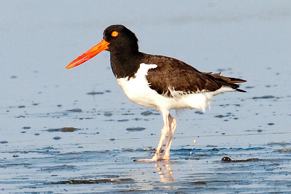 American Oystercatcher (Haematopus palliatus) also known as American Pied Oystercatcher