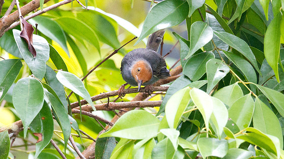 Red-headed Tailorbird (Orthotomus ruficeps) male