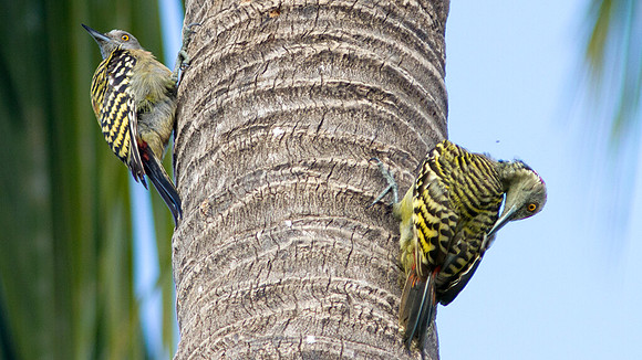 Hispaniolan Woodpecker (Melanerpes striatus)