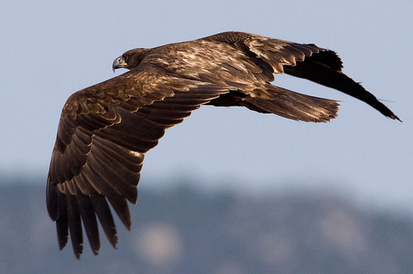 Bald Eagle (Haliaeetus leucocephalus) immature