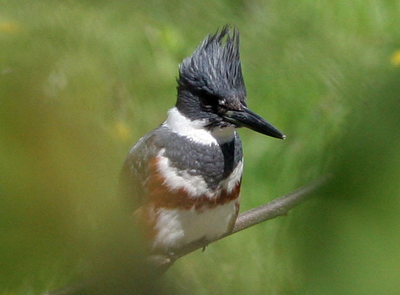 Belted Kingfisher (Megaceryle alcyon) female