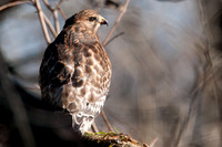 Red-shouldered Hawk (Buteo lineatus)
