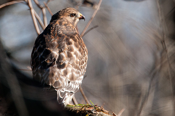 Red-shouldered Hawk (Buteo lineatus)