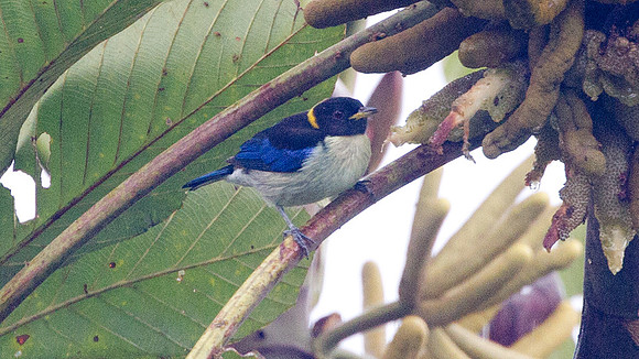 Golden-collared Honeycreeper (Iridophanes pulcherrimus)