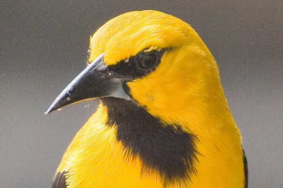 Yellow Oriole (Icterus nigrogularis)