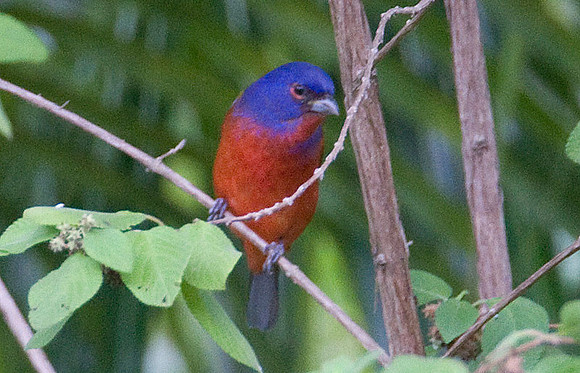 Painted Bunting (Passerina ciris) male