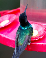 Velvet-purple Coronet (Boissonneaua jardini)