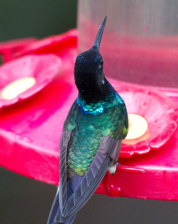 Velvet-purple Coronet (Boissonneaua jardini)
