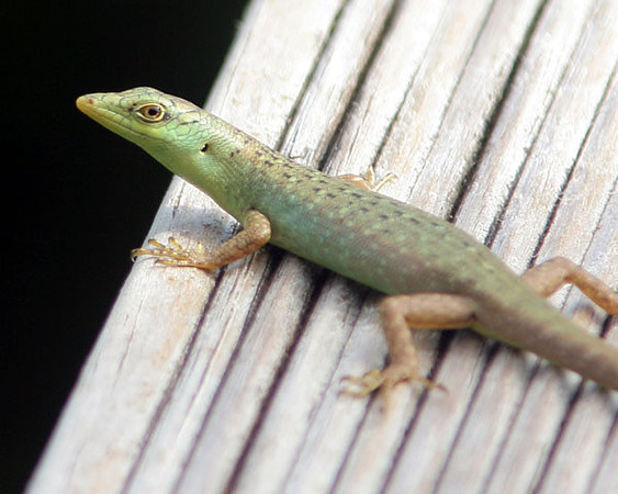 Lizard