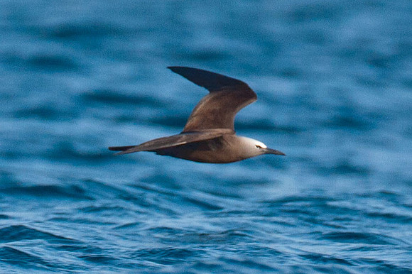 Brown Noddy (Anous stolidus) also known as Common Noddy