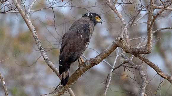 Crested serpent eagle (Spilornis cheela)