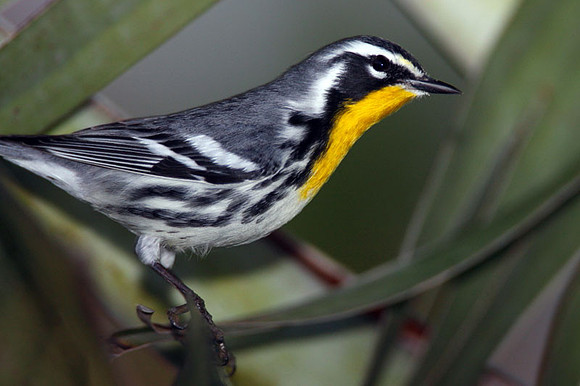 Yellow-throated Warbler (Dendroica dominica)