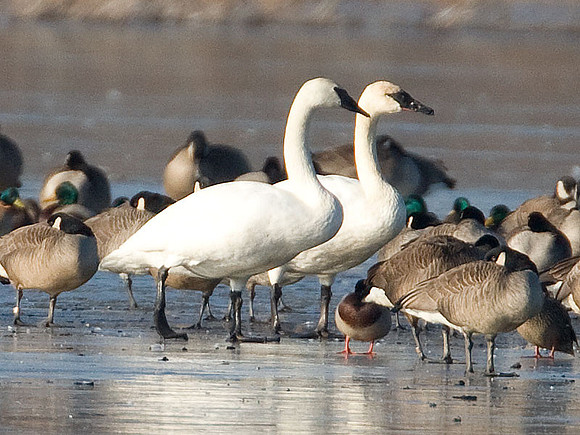 Trumpeter Swan (Cygnus buccinator), Canada Goose (Branta canadensis), and Mallard (Anas platyrhynchos)