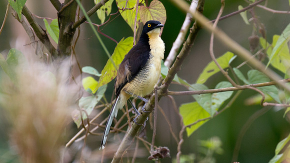 Black-capped Donacobius (Donacobius atricapilla)