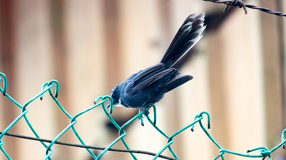 White-throated Fantail (Rhipidura albicollis)