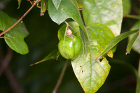 Fruiting Tree
