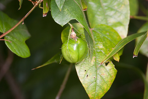 Fruiting Tree