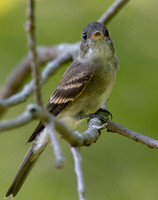Eastern wood pewee (Contopus virens)