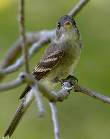 Eastern wood pewee (Contopus virens)