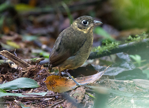 Plain-backed Antpitta (Grallaria haplonota)