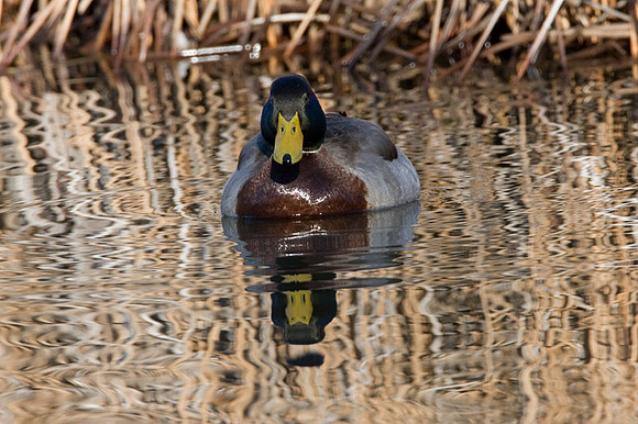 Mallard (Anas platyrhynchos) male