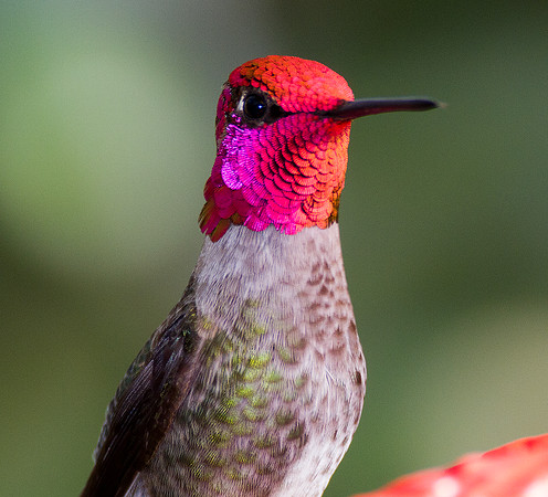 Anna's Hummingbird (Calypte anna)