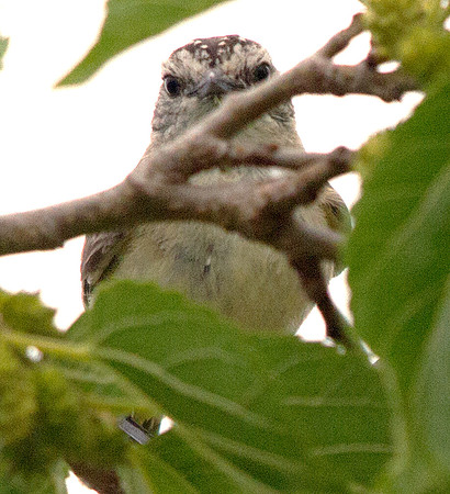 IMG_6629