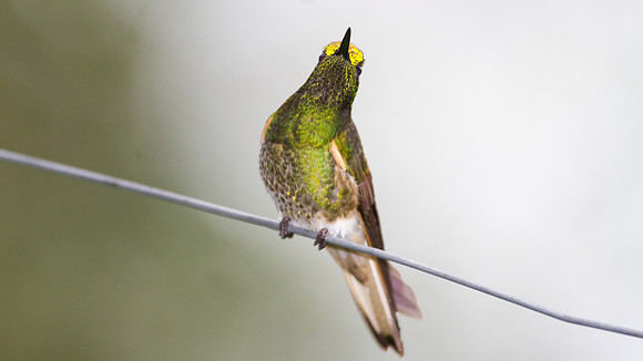 Buff-tailed Coronet (Boissonneaua flavescens)