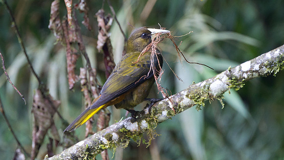 Dusky-green Oropendola (Psarocolius atrovirens)