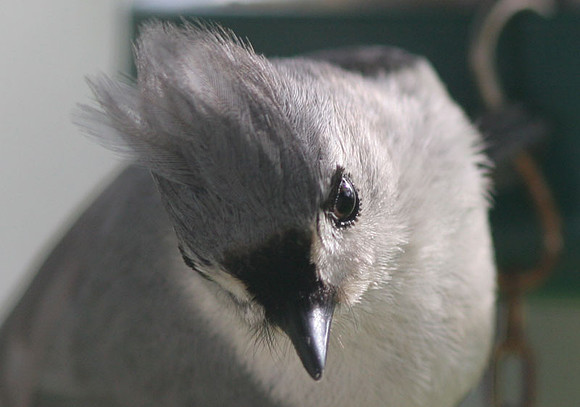 Tufted Titmouse (Baeolophus bicolor)