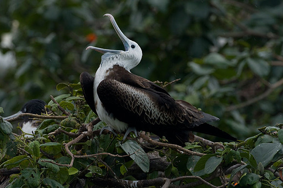 Magnificent Frigatebird (Fregata magnificens) female